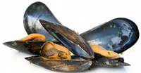 Mussels Black Whole Cooked Vaccum Packed, 10/1lb