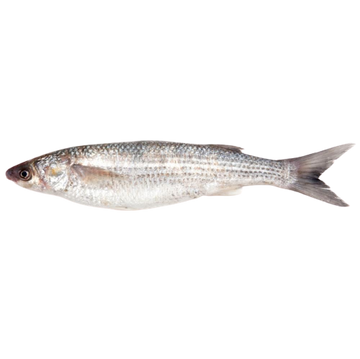 Grunt Fish Whole, Std 27.22kg