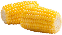 Corn on the Cob, 6/16ct CPJ